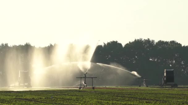 Field Lettuce Plantation Outdoor Sprinkler Watering Irrigating Field Machinery Watering — Stock Video