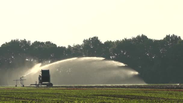 Salladsfält Plantering Utomhus Rävar Olika Växter Sprinklerbevattning Bevattning Åkrar Maskiner — Stockvideo