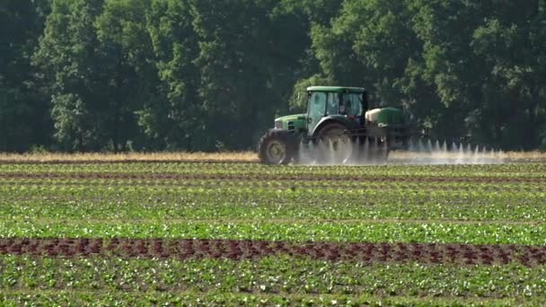 Traktor Arbetar Fältet För Sallad Plantage Utomhus Sprayfält Maskiner För — Stockvideo