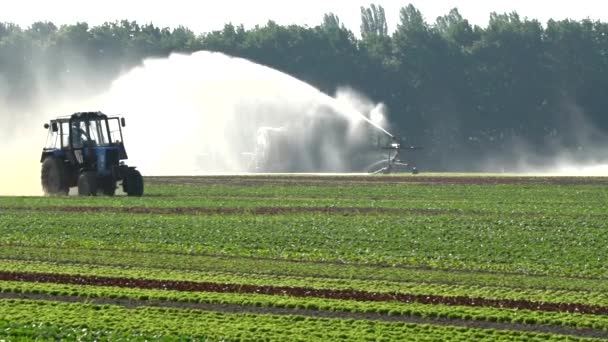 Tractor Trabaja Campo Plantación Lechuga Aire Libre Campo Pulverización Maquinaria — Vídeos de Stock