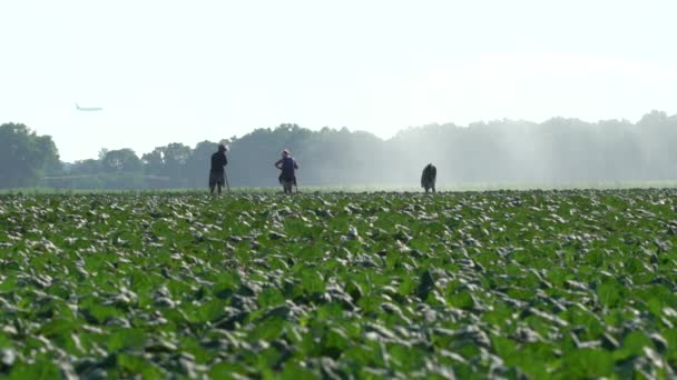 成群结队的工人在一片生菜地里 露天种植园里 飞机正在背风飞行 田里浇水 浇水机械 — 图库视频影像