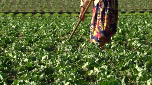 Una Mujer Trabajadora Trabaja Campo Lechuga Deshierbe Plantación Aire Libre — Vídeos de Stock