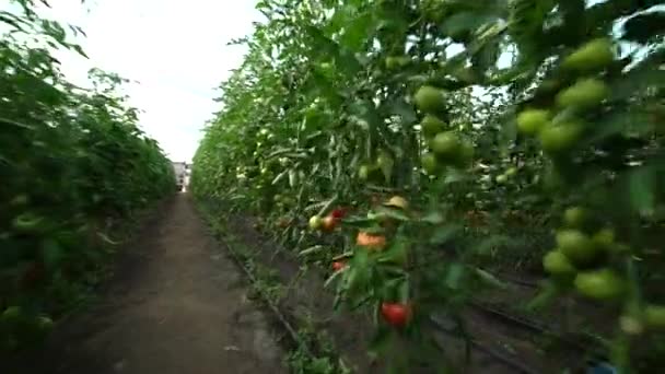 Tomatenzweig Rot Und Grün Innerhalb Der Gewächshausplantage Bewegung Zeitlupe — Stockvideo