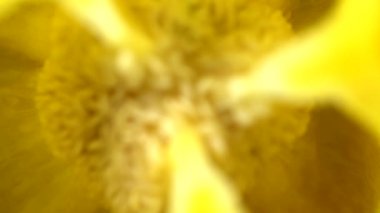 Çekirdekli sarı biberli biber çekirdeği. Harekete odaklan, 4k