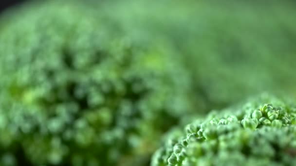 Brokuły Kwiaty Tekstury Wzór Zielony Makro Czarnym Tle Izolowane Skup — Wideo stockowe