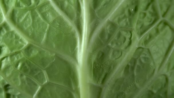 White Green Cabbage Surface Peel Skin Pattern Macro Black Background — Stock Video