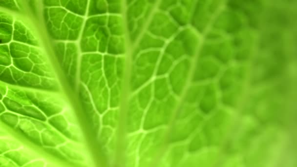 Hoja Planta Verde Lechuga Repollo Con Patrón Macro Con Retroiluminación — Vídeo de stock