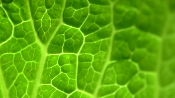Zelený list salátu nebo zelí se vzorem makro s podsvícením. Zaměření pohybu, 4k