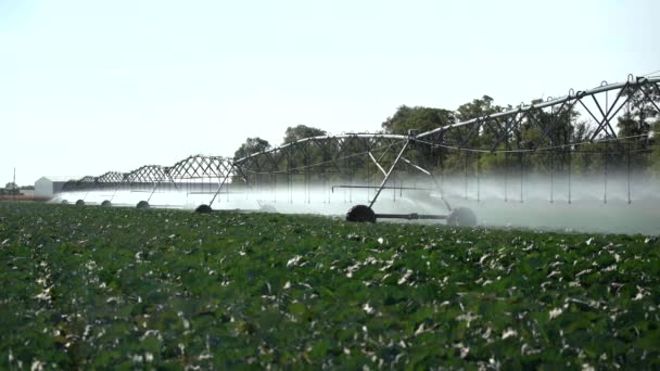 Stort Automatiskt Bevattningssystem Med Hjul Sprutning Fältet Vattning Plantage Hälla — Stockvideo