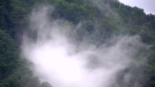 Bosque Pino Brumoso Montaña Vista Bosque Con Una Nube Arremolinada — Vídeos de Stock