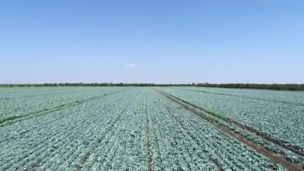 Campo Repollo Verde Verano Día Soleado Una Granja Plantación Aire — Vídeos de Stock