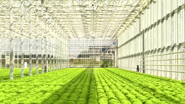 Grüner Salat Der Einem Großen Hellen Modernen Glasgewächshaus Wächst Wärmehaus — Stockvideo