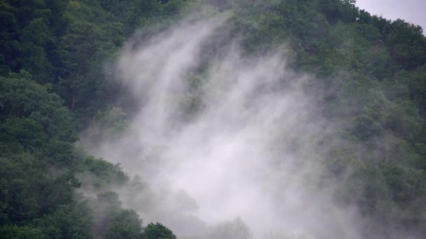 Βουνό Ομιχλώδες Ξύλο Πεύκου Θέα Στο Δάσος Ένα Σύννεφο Στροβιλίζεται — Αρχείο Βίντεο