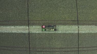 Dışarıdaki büyük bir lahana tarlasında makineler, hasatçılar, tarlalar hasat ediliyor. Hava görüntüleri, üst görünüm