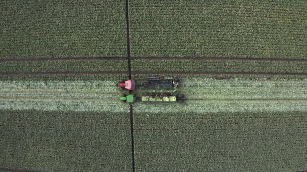 収穫機で大きな屋外キャベツ農園で収穫すると 畑で収穫が始まります 空中映像トップビュー — ストック動画
