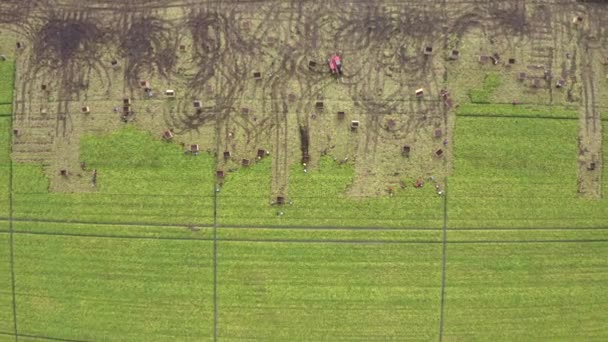 Récolte dans une grande plantation en plein air, beaucoup de gens rassemblent la récolte au champ vert d'insectes avec des machines. Images Aériennes, vue Aérienne 