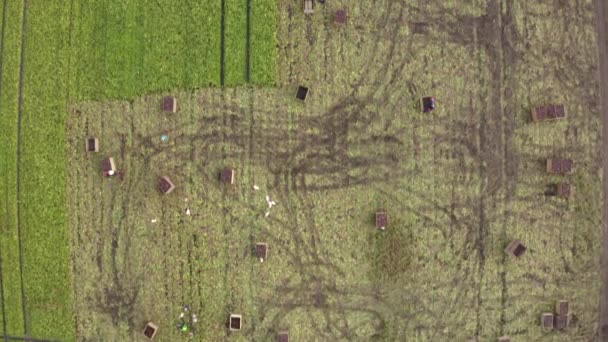 Memanen Perkebunan Terbuka Besar Banyak Orang Mengumpulkan Panen Ladang Hijau — Stok Video