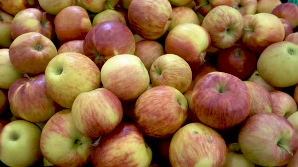 A farmerek almát árulnak. Kiválasztott vörös alma a piacon. — Stock videók
