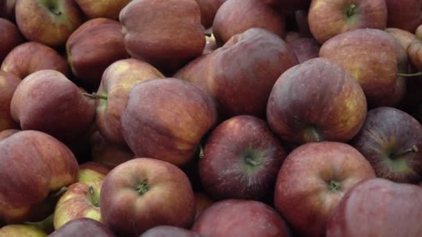 Os agricultores comercializam maçãs. Maçãs vermelhas selecionadas no mercado — Vídeo de Stock