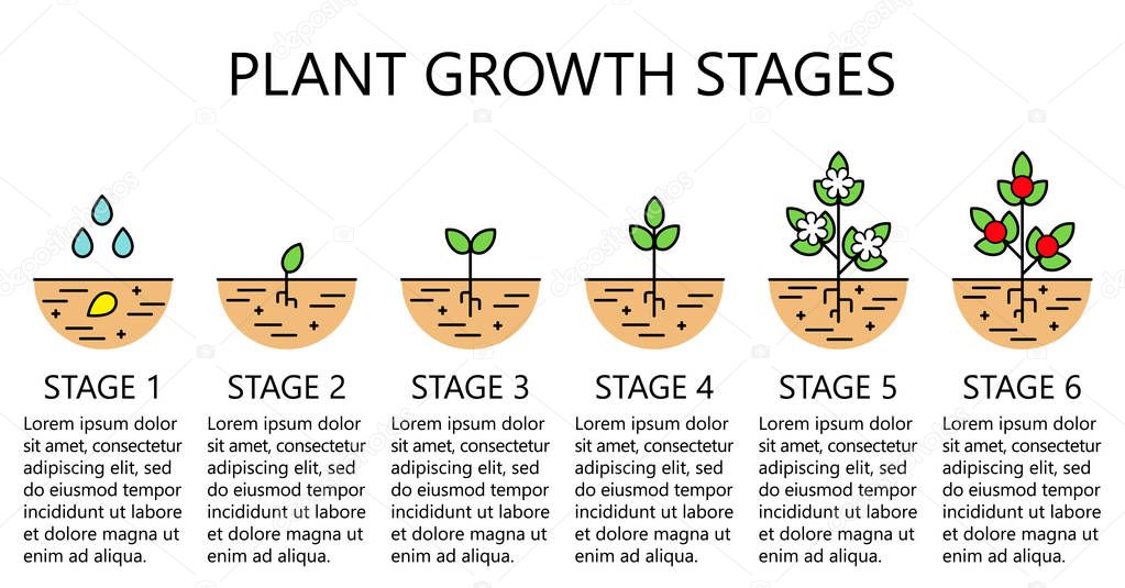 Plant growth stages infographics. Line art icons. Planting instruction template. Linear style illustration isolated on white. Planting fruits, vegetables process. Flat design style.