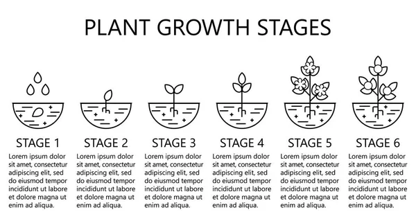 Infografías de las etapas de crecimiento vegetal. Iconos de arte de línea. Plantación plantilla de instrucciones. Ilustración de estilo lineal aislada en blanco. Plantación de frutas, proceso de verduras . — Archivo Imágenes Vectoriales