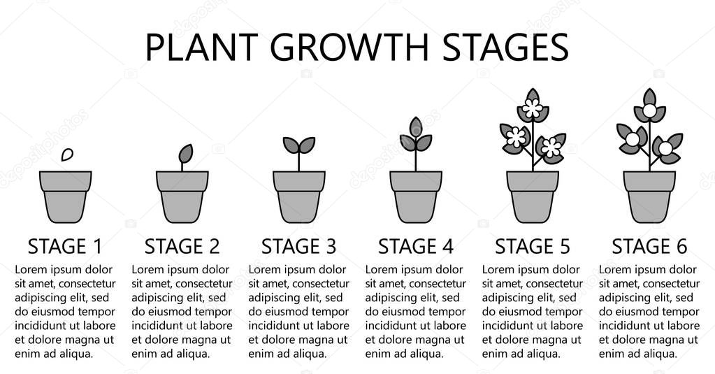 Plant growth stages infographics. Line art icons. Planting instruction template. Linear style illustration isolated on white. Planting fruits, vegetables process. Flat design style.