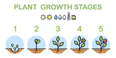 Bitki büyüme aşamaları bilgi grafikleri. Çizgi sanat simgeleri. Talimat şablonu ekiliyor. Beyazda izole edilmiş doğrusal çizim. Meyve ekme işlemi.
