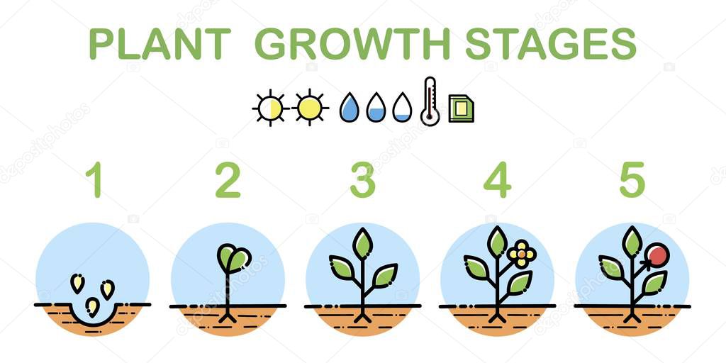 Plant growth stages infographics. Line art icons. Planting instruction template. Linear style illustration isolated on white. Planting fruits process.