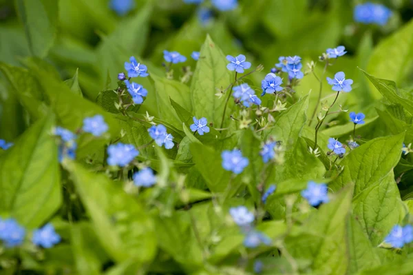 Vergeet me niet bloem — Stockfoto