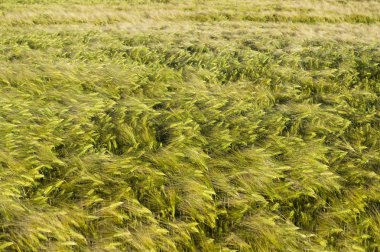 Yeşil sarı renk mısır tarlası