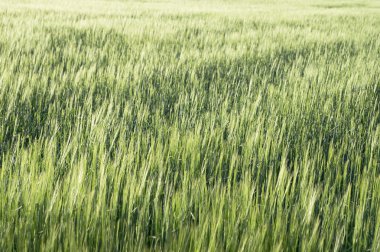 buğday alanı arkaplanı