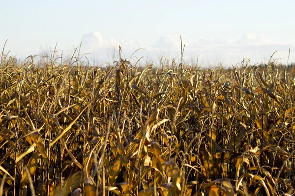 시 든된 황금 옥수수 밭 — 스톡 사진