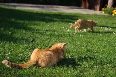 Avcılık üzerinde iki zencefil kedi