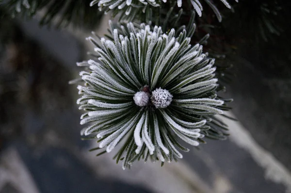 Frozen conifer branch — Stock Photo, Image