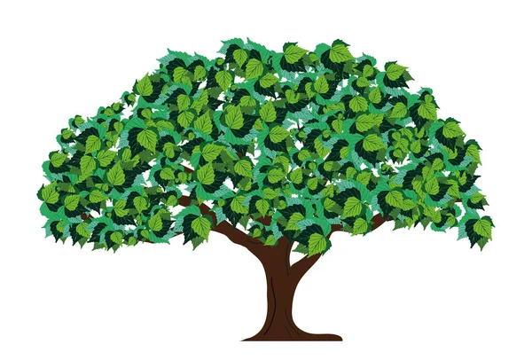 Ελεύθερος Ασβέστης Πράσινα Φύλλα Απομονωμένος Λευκό Φόντο — Διανυσματικό Αρχείο