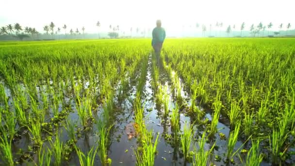 Женщина, работающая на рисовом поле — стоковое видео