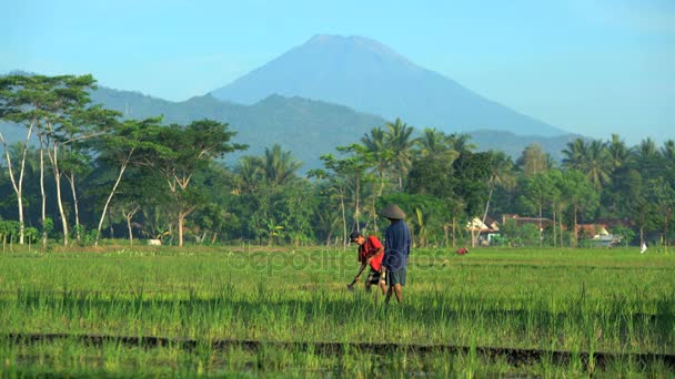Lavoratori agricoli nelle risaie — Video Stock