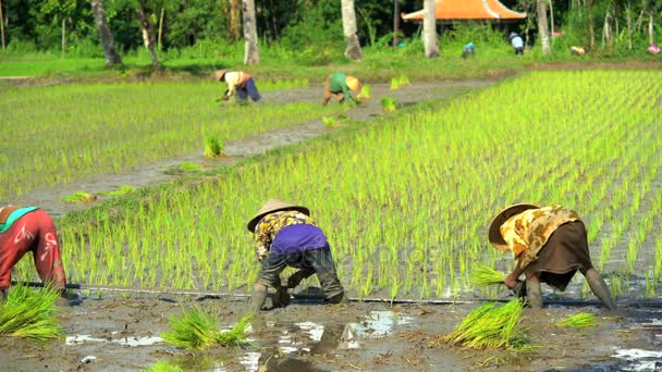 Arbetstagare plantera ris plantor — Stockvideo