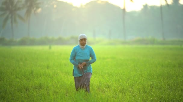 Farmer working in rice fields — Stock Video