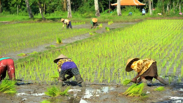 Trabalhadores plantando mudas de arroz — Vídeo de Stock