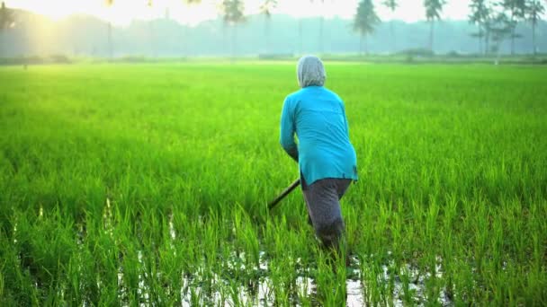 Agricultor que trabaja en arrozales — Vídeo de stock