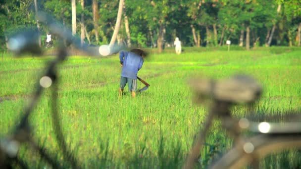 Agricultor irrigando campo de arroz — Vídeo de Stock