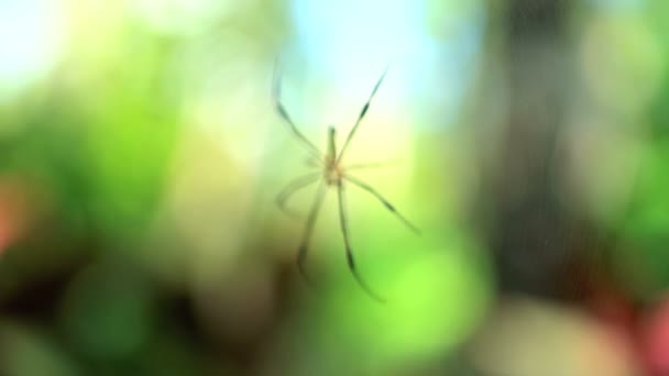 Spider in Ijen Rainforest — Stock Video