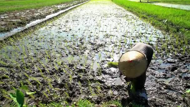Сельскохозяйственный работник сажает рисовые саженцы — стоковое видео