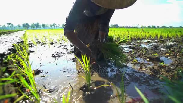 Trabalhador agrícola plantando mudas de arroz — Vídeo de Stock