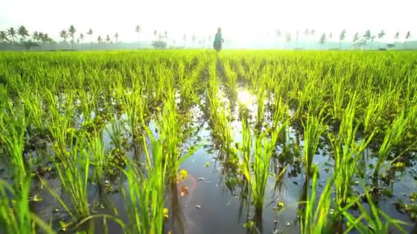 Landwirt arbeitet auf Reisfeldern, — Stockvideo
