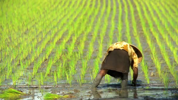 Працівник висаджує розсаду рису — стокове відео