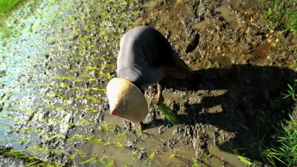 Trabajador plantando plántulas de arroz — Vídeos de Stock