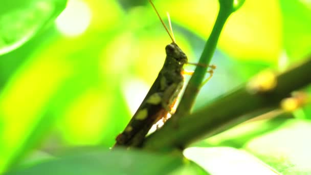 Grasshopper on tree branch — Stock Video