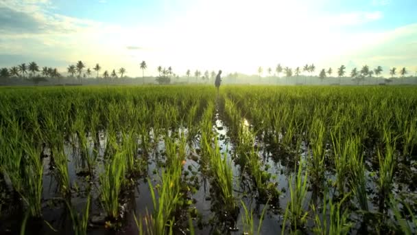 Hembra que trabaja en arrozales — Vídeo de stock